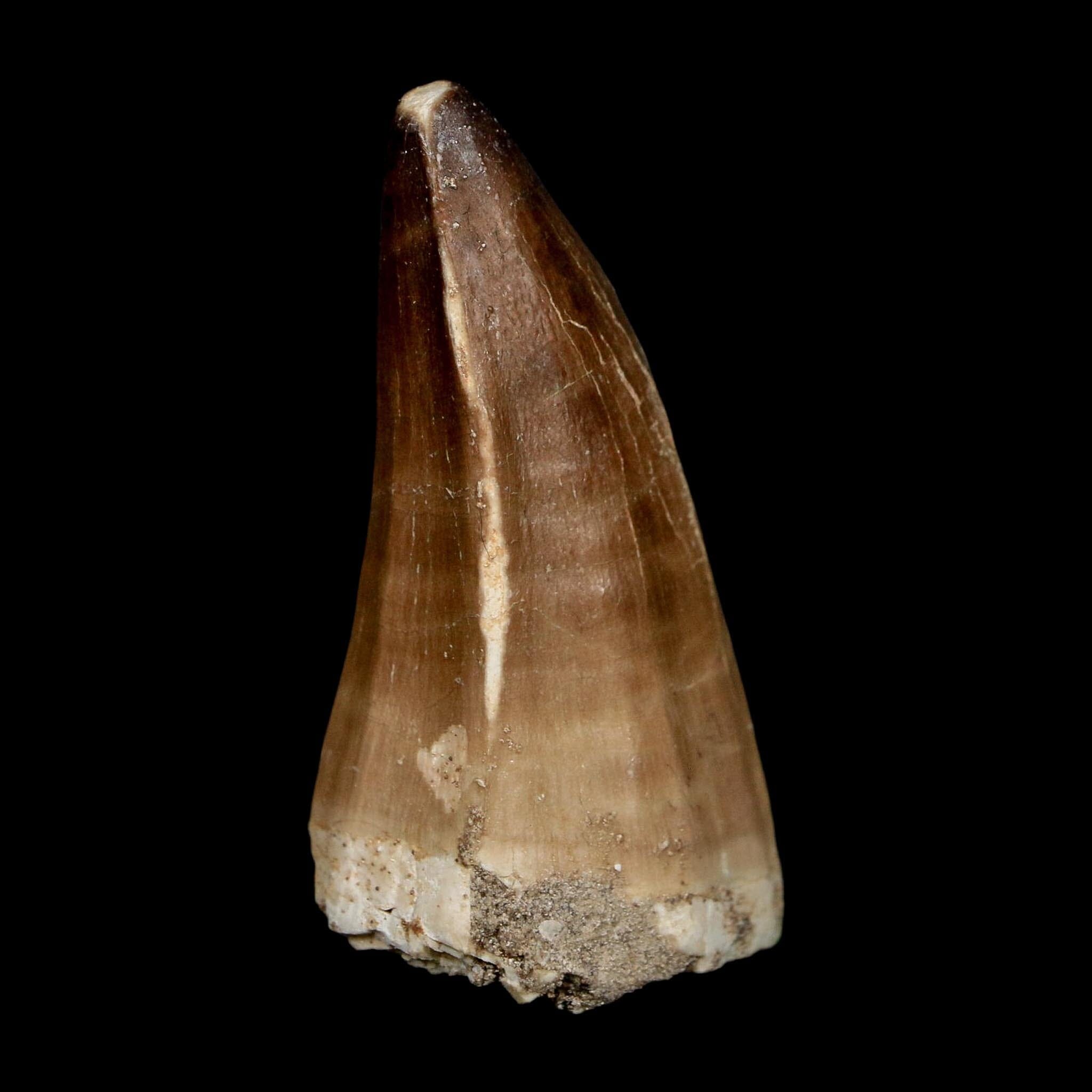 XL 2.4" Mosasaur Prognathodon Fossil Tooth Cretaceous Dinosaur Era COA, Stand - Fossil Age Minerals