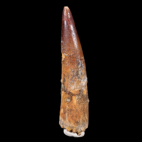 XL 3.9" Spinosaurus Fossil Tooth 100 Mil Yrs Old Cretaceous Dinosaur COA & Stand - Fossil Age Minerals