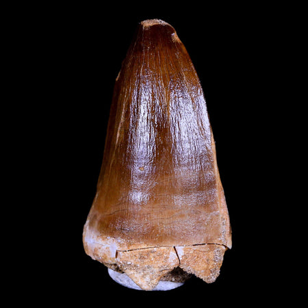 XL 2.5" Mosasaur Prognathodon Fossil Tooth Cretaceous Dinosaur Era COA & Stand
