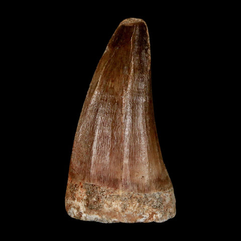 XL 2" Mosasaur Prognathodon Fossil Tooth Cretaceous Dinosaur Era COA & Stand