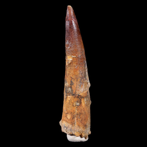 XL 3.9" Spinosaurus Fossil Tooth 100 Mil Yrs Old Cretaceous Dinosaur COA & Stand - Fossil Age Minerals