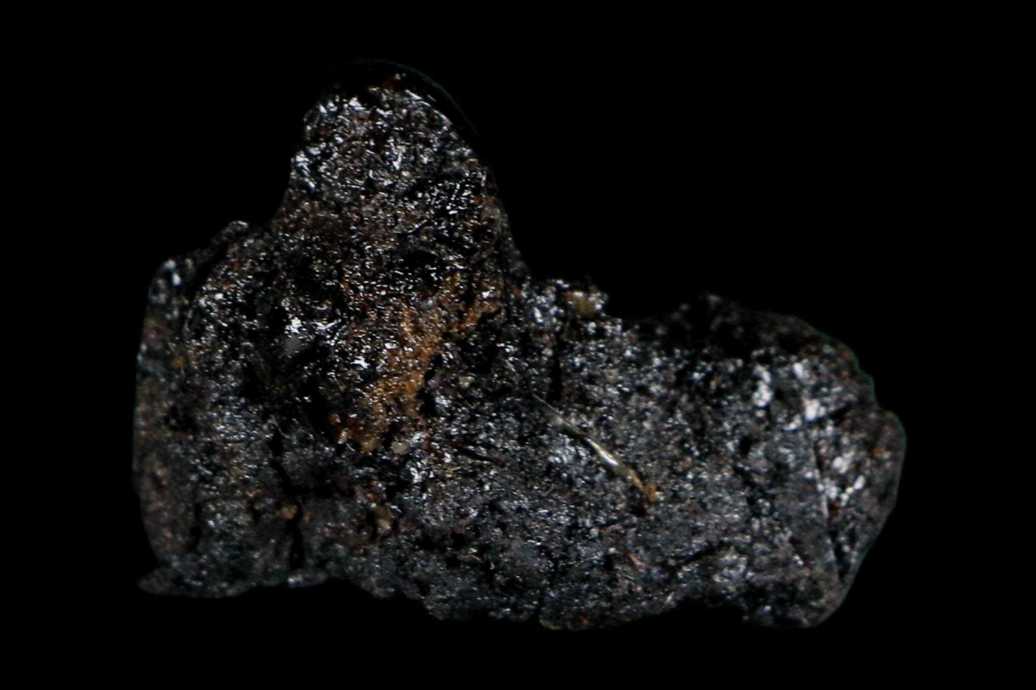 0.3" Fossil Tropisternus Sp Beetle Encapsulated In Solidified Tar Pleistocene Age