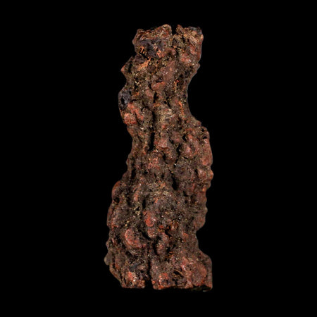 3.3" Prehistoric Coprolite Fossil Specimen Poop Dung Miocene Madagascar
