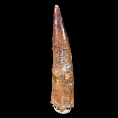 XL 3.9" Spinosaurus Fossil Tooth 100 Mil Yrs Old Cretaceous Dinosaur COA & Stand - Fossil Age Minerals