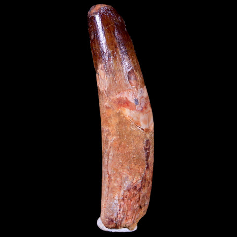 1.8" Spinosaurus Fossil Tooth 100 Mil Yrs Old Cretaceous Dinosaur COA & Stand - Fossil Age Minerals