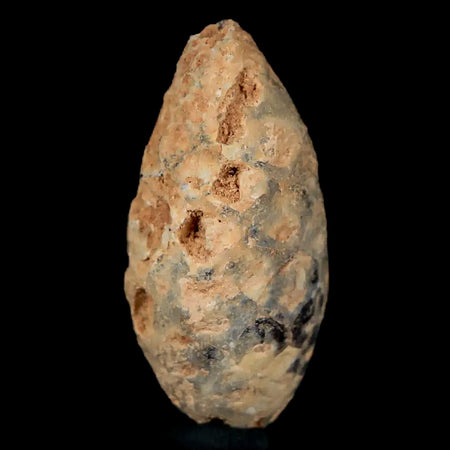 1.3" Fossil Pine Cone Equicalastrobus Replaced By Agate Eocene Age Seeds Fruit
