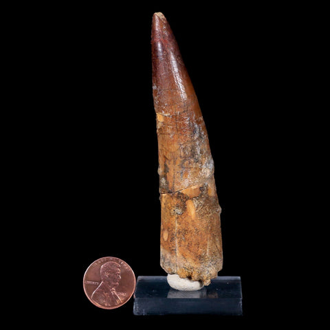 XL 3.9" Spinosaurus Fossil Tooth 100 Mil Yrs Old Cretaceous Dinosaur COA & Stand - Fossil Age Minerals