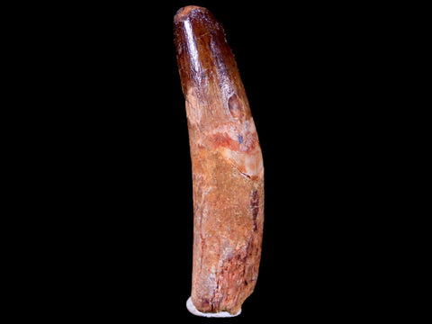 1.8" Spinosaurus Fossil Tooth 100 Mil Yrs Old Cretaceous Dinosaur COA & Stand - Fossil Age Minerals