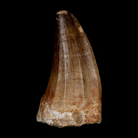 XL 2" Mosasaur Prognathodon Fossil Tooth Cretaceous Dinosaur Era COA & Stand