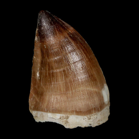1.9" Mosasaur Prognathodon Fossil Tooth Cretaceous Dinosaur Era COA, Stand