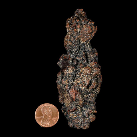 3.6" Prehistoric Coprolite Fossil Specimen Poop Dung Miocene Madagascar - Fossil Age Minerals