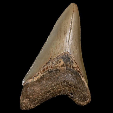 3.3" Quality Megalodon Shark Tooth Serrated Fossil Natural Miocene Age COA - Fossil Age Minerals