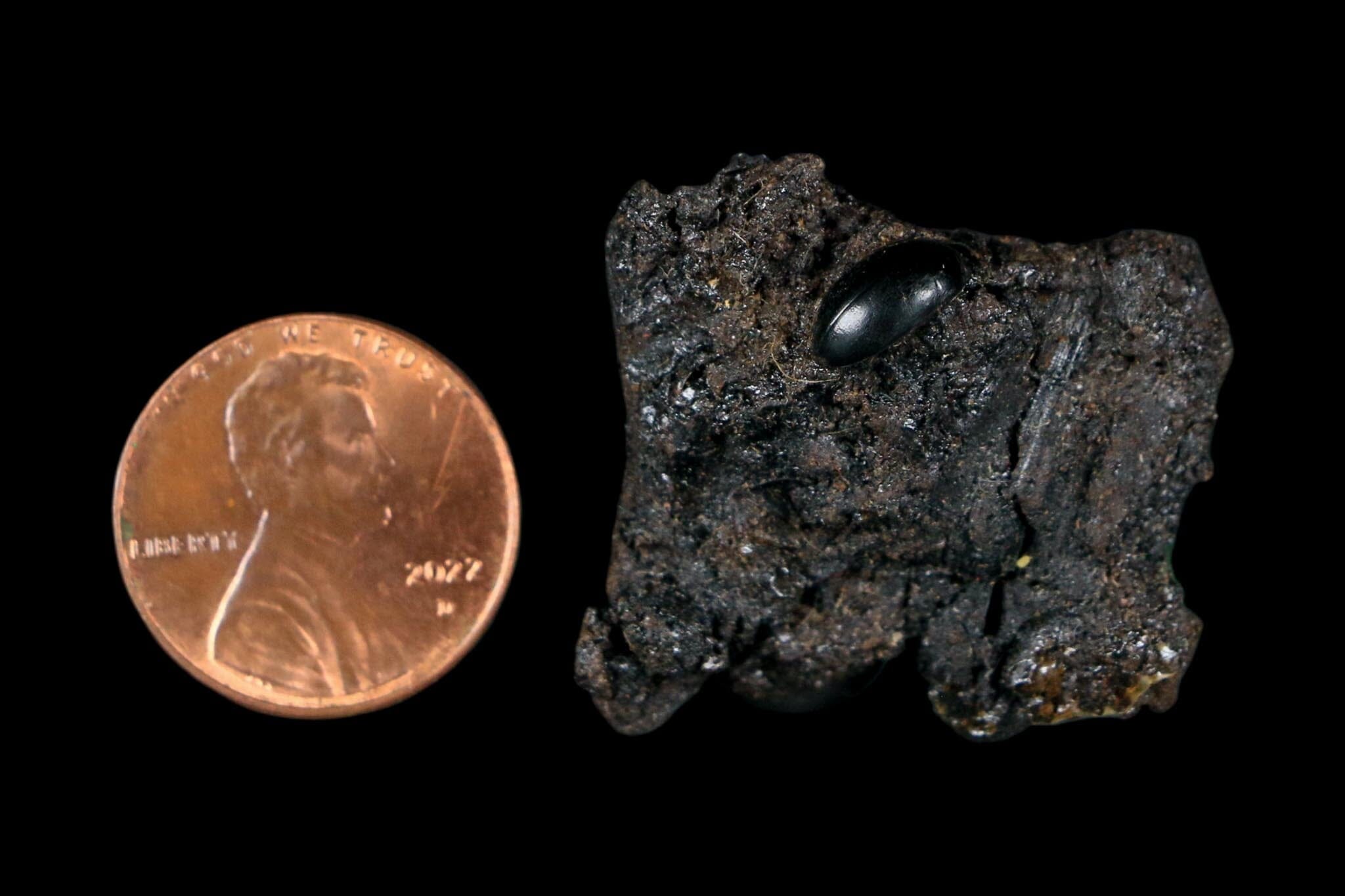 0.3" Fossil Tropisternus Sp Beetle Encapsulated In Solidified Tar Pleistocene Age