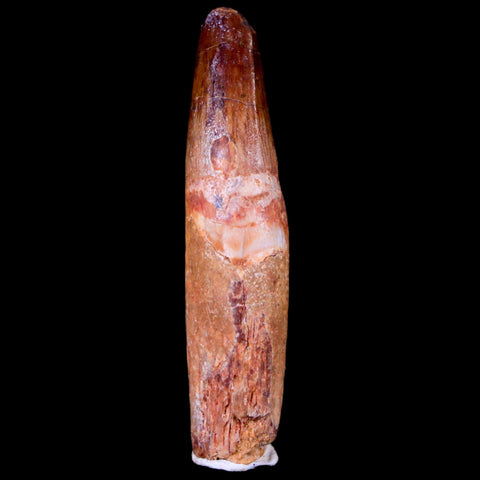 1.8" Spinosaurus Fossil Tooth 100 Mil Yrs Old Cretaceous Dinosaur COA & Stand - Fossil Age Minerals