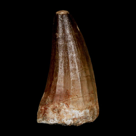 XL 2" Mosasaur Prognathodon Fossil Tooth Cretaceous Dinosaur Era COA & Stand