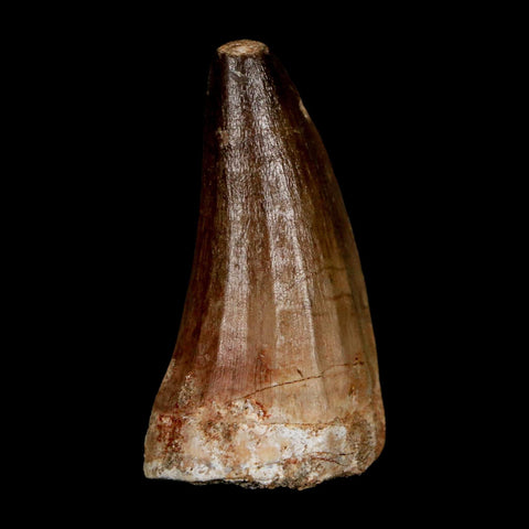 XL 2" Mosasaur Prognathodon Fossil Tooth Cretaceous Dinosaur Era COA & Stand