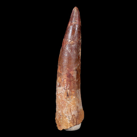 XL 3.4" Spinosaurus Fossil Tooth 100 Mil Yrs Old Cretaceous Dinosaur COA & Stand - Fossil Age Minerals