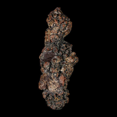 3.6" Prehistoric Coprolite Fossil Specimen Poop Dung Miocene Madagascar - Fossil Age Minerals