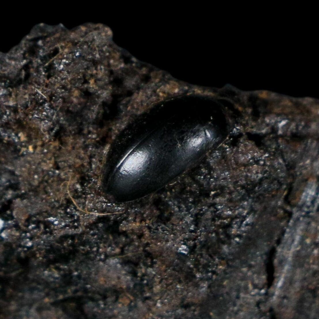 0.3" Fossil Tropisternus Sp Beetle Encapsulated In Solidified Tar Pleistocene Age