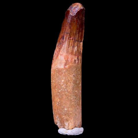 1.8" Spinosaurus Fossil Tooth 100 Mil Yrs Old Cretaceous Dinosaur COA & Stand - Fossil Age Minerals