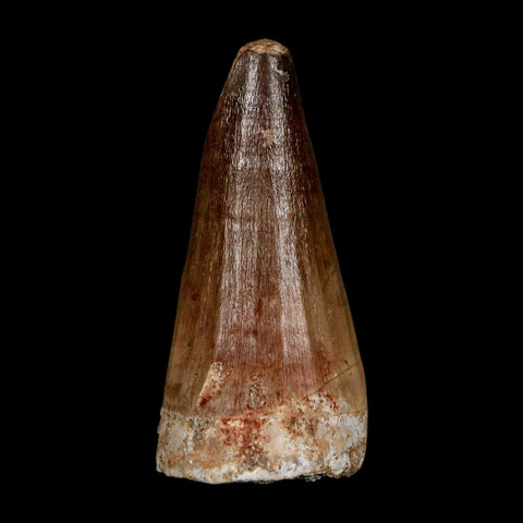 XL 2" Mosasaur Prognathodon Fossil Tooth Cretaceous Dinosaur Era COA & Stand