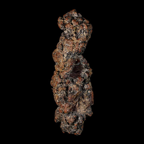 3.6" Prehistoric Coprolite Fossil Specimen Poop Dung Miocene Madagascar - Fossil Age Minerals