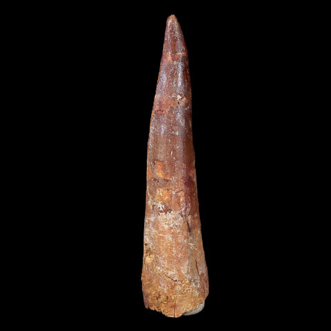 XL 3.4" Spinosaurus Fossil Tooth 100 Mil Yrs Old Cretaceous Dinosaur COA & Stand - Fossil Age Minerals