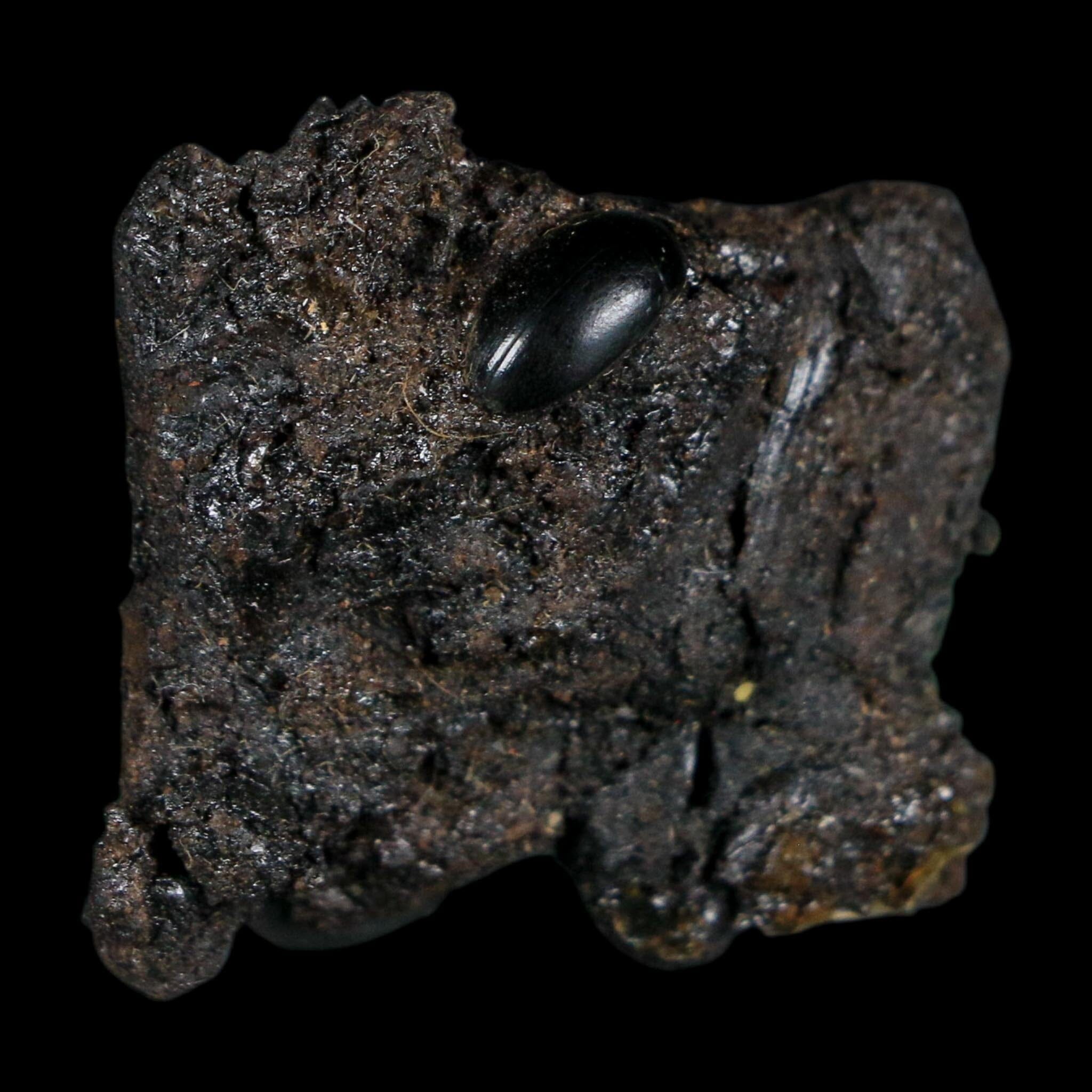 0.3" Fossil Tropisternus Sp Beetle Encapsulated In Solidified Tar Pleistocene Age