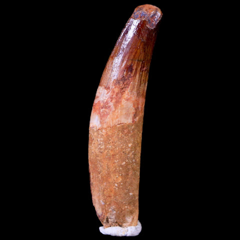 1.8" Spinosaurus Fossil Tooth 100 Mil Yrs Old Cretaceous Dinosaur COA & Stand - Fossil Age Minerals