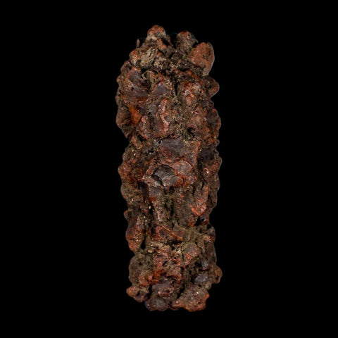 3.3" Prehistoric Coprolite Fossil Specimen Poop Dung Miocene Madagascar - Fossil Age Minerals
