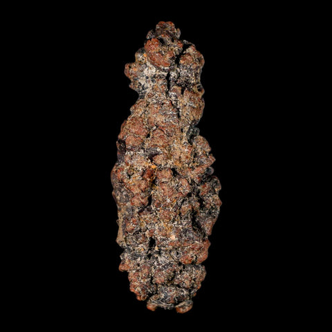 3.6" Prehistoric Coprolite Fossil Specimen Poop Dung Miocene Madagascar - Fossil Age Minerals
