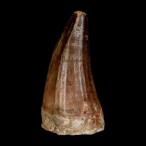 XL 2" Mosasaur Prognathodon Fossil Tooth Cretaceous Dinosaur Era COA & Stand