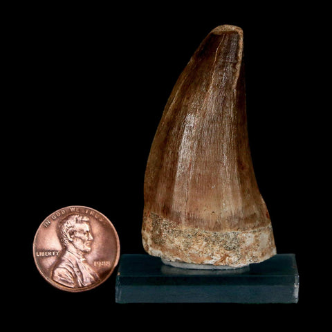XL 2" Mosasaur Prognathodon Fossil Tooth Cretaceous Dinosaur Era COA & Stand