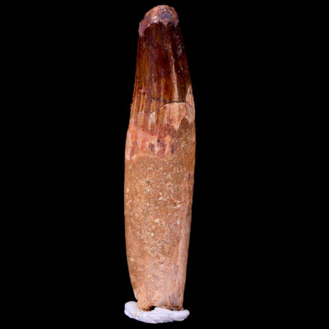 1.8" Spinosaurus Fossil Tooth 100 Mil Yrs Old Cretaceous Dinosaur COA & Stand - Fossil Age Minerals