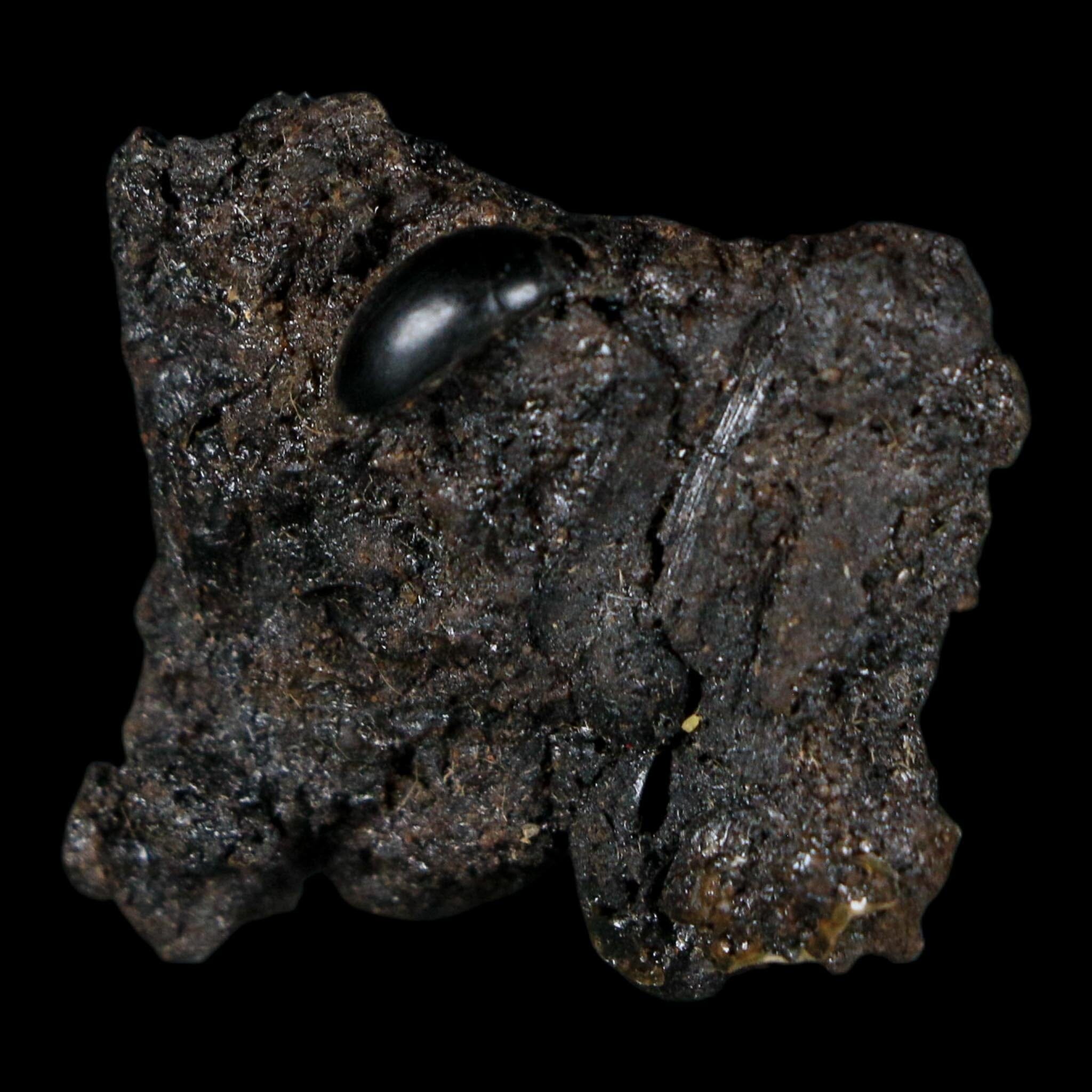 0.3" Fossil Tropisternus Sp Beetle Encapsulated In Solidified Tar Pleistocene Age