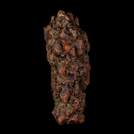 3" Prehistoric Coprolite Fossil Specimen Poop Dung Miocene Madagascar