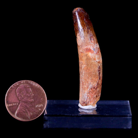 1.8" Spinosaurus Fossil Tooth 100 Mil Yrs Old Cretaceous Dinosaur COA & Stand - Fossil Age Minerals