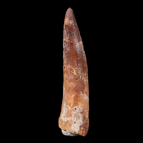 XL 3.4" Spinosaurus Fossil Tooth 100 Mil Yrs Old Cretaceous Dinosaur COA & Stand - Fossil Age Minerals