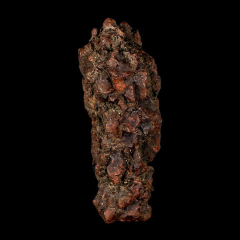 3.3" Prehistoric Coprolite Fossil Specimen Poop Dung Miocene Madagascar - Fossil Age Minerals