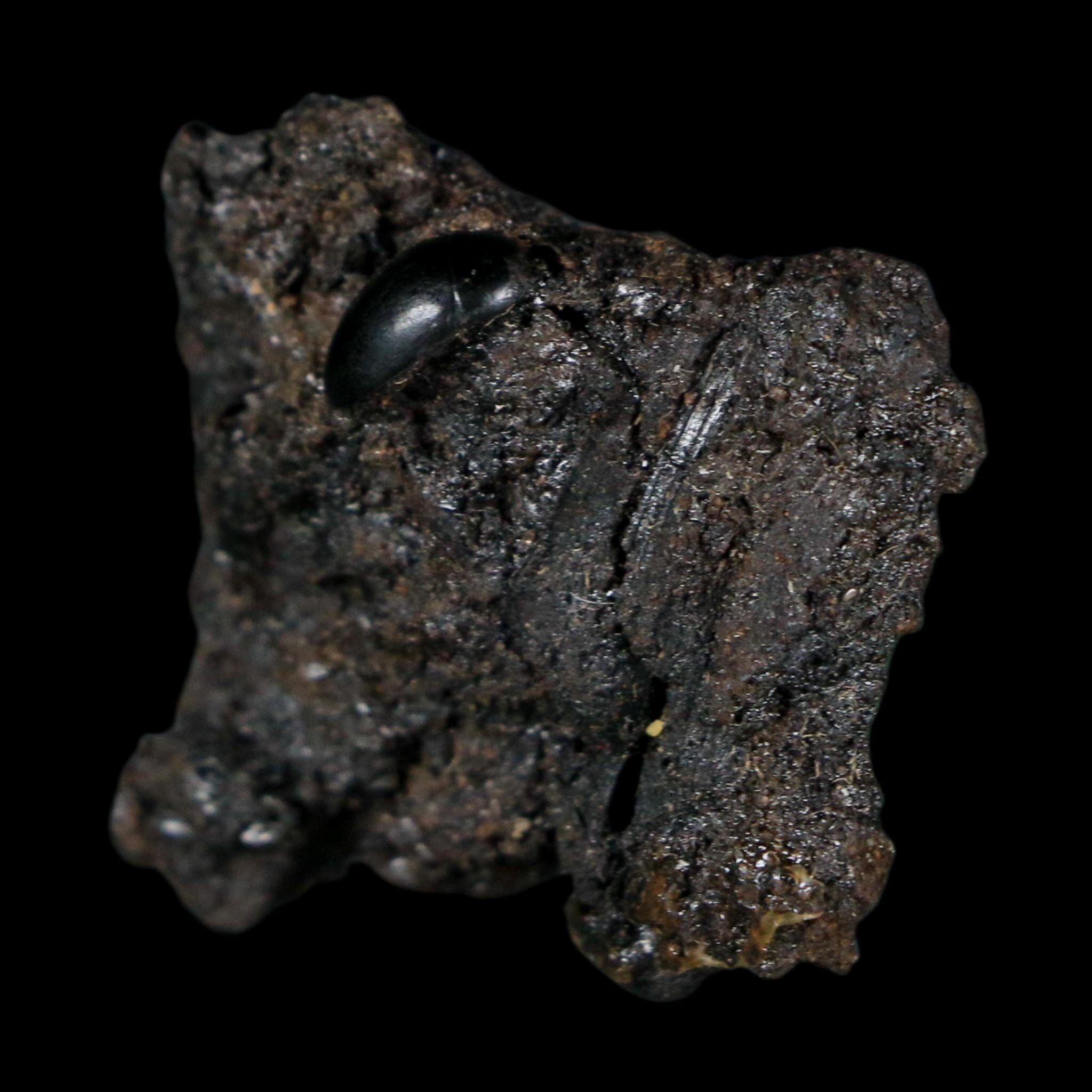 0.3" Fossil Tropisternus Sp Beetle Encapsulated In Solidified Tar Pleistocene Age