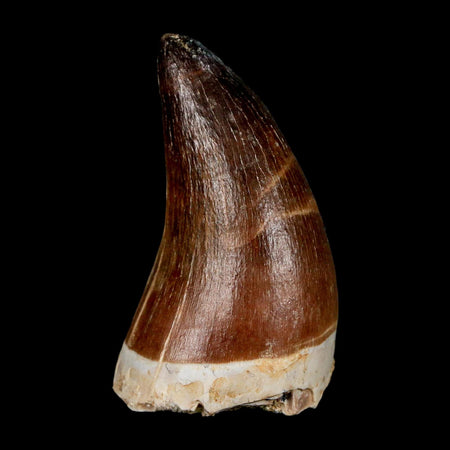 1.8" Mosasaur Prognathodon Fossil Tooth Cretaceous Dinosaur Era COA & Stand