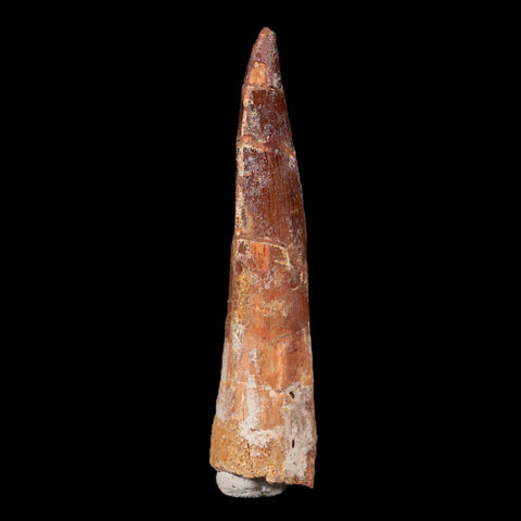 XL 3.4" Spinosaurus Fossil Tooth 100 Mil Yrs Old Cretaceous Dinosaur COA & Stand - Fossil Age Minerals