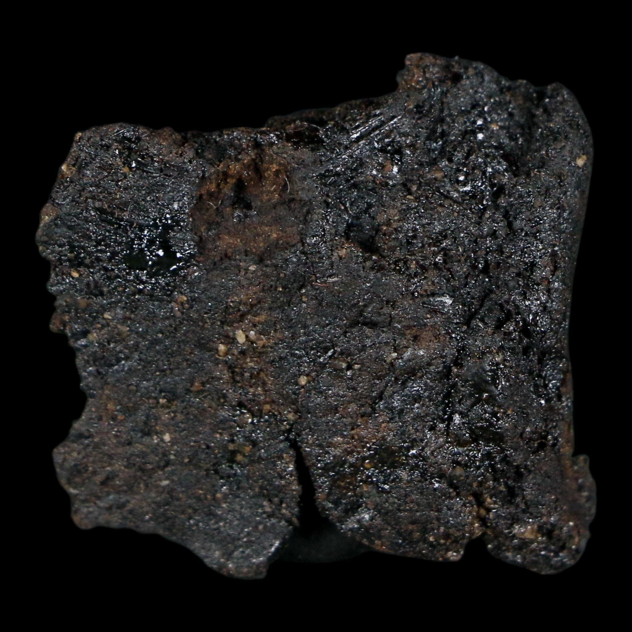 0.3" Fossil Tropisternus Sp Beetle Encapsulated In Solidified Tar Pleistocene Age