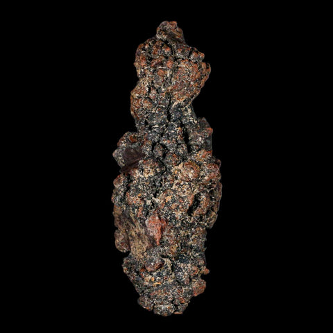 3.6" Prehistoric Coprolite Fossil Specimen Poop Dung Miocene Madagascar - Fossil Age Minerals