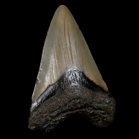 2.4" Quality Megalodon Shark Tooth Serrated Fossil Natural Miocene Age COA - Fossil Age Minerals