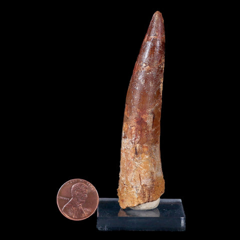 XL 3.4" Spinosaurus Fossil Tooth 100 Mil Yrs Old Cretaceous Dinosaur COA & Stand - Fossil Age Minerals