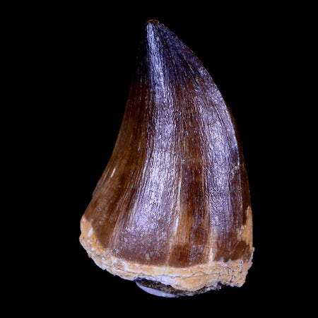XL 2.2" Mosasaur Prognathodon Fossil Tooth Cretaceous Dinosaur Era COA & Stand