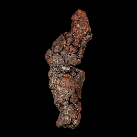 3.3" Prehistoric Coprolite Fossil Specimen Poop Dung Miocene Madagascar - Fossil Age Minerals