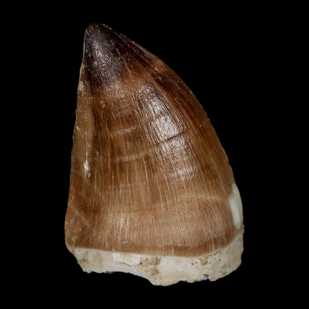 1.9" Mosasaur Prognathodon Fossil Tooth Cretaceous Dinosaur Era COA, Stand
