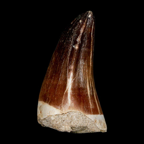 1.8" Mosasaur Prognathodon Fossil Tooth Cretaceous Dinosaur Era COA & Stand